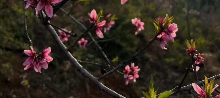花開(kāi)的句子唯美